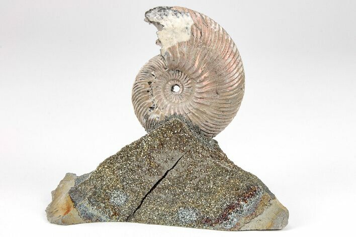 Iridescent, Pyritized Ammonite (Quenstedticeras) Fossil Display #209457
